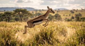 Thomsons Gazelle Jumping Savannah Grassland Wallpaper